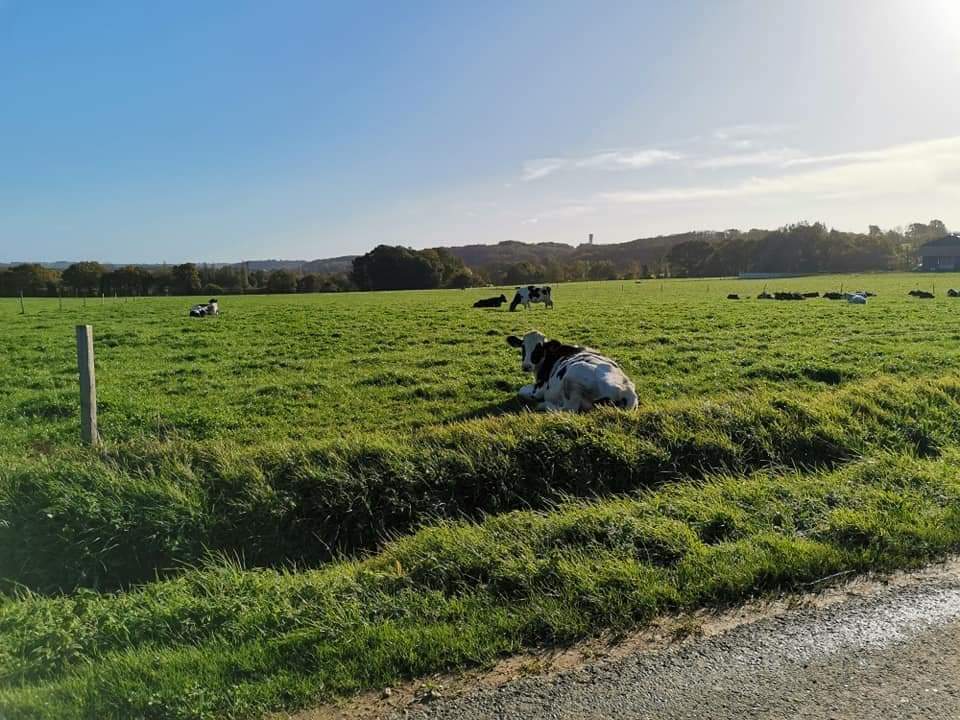 Clinique Veterinaire d'Evran